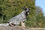 BOUVIER AUSTRALIEN 263